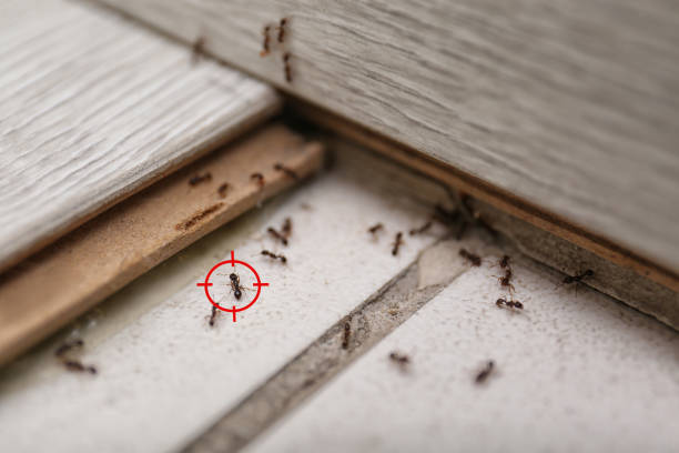 Pest Prevention Services in Roselle, IL