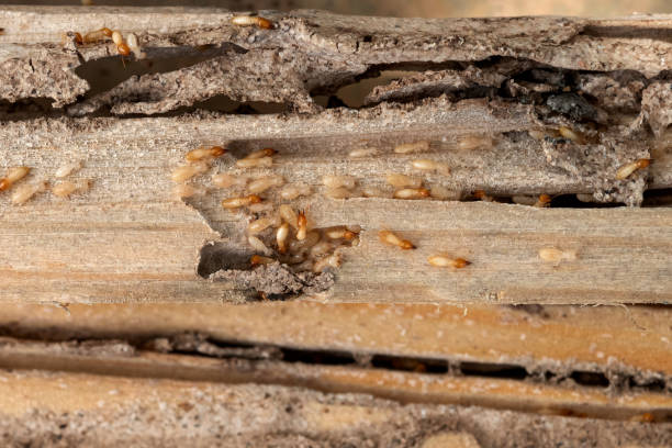 Trusted Roselle, IL Pest Control Experts